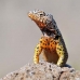 lizard_lava_galapagos_nsey_v_0033_ecu0227.jpg